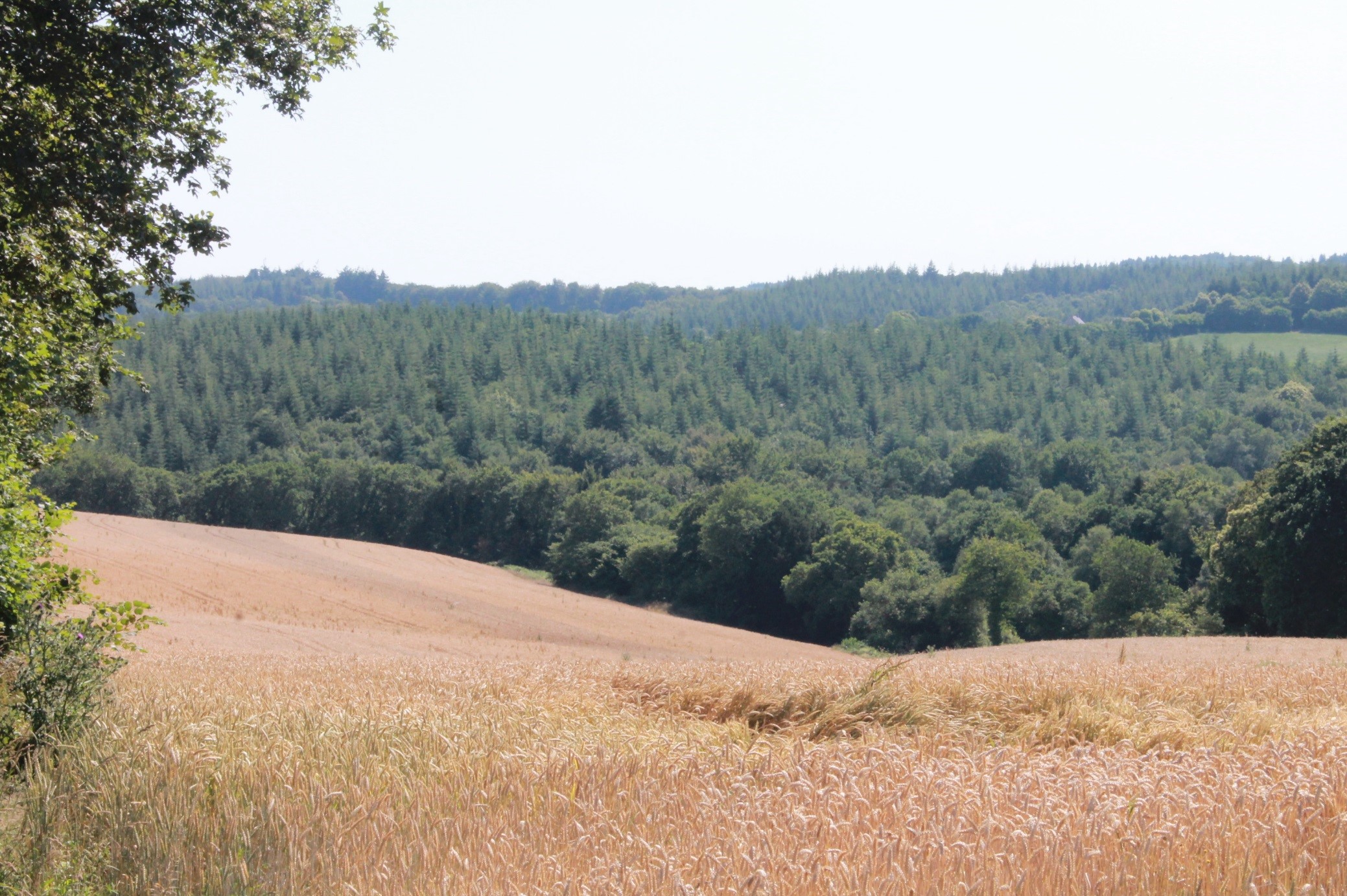 foret.jpg