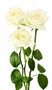 fotomurales-rosas-blancas-aisladas-en-el-fondo-blanco.jpg.jpg