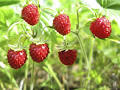 fraise des bois.png