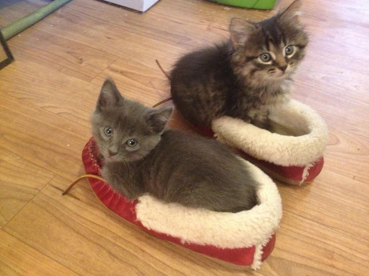 funny-cat-pictures-058-024[1].jpg