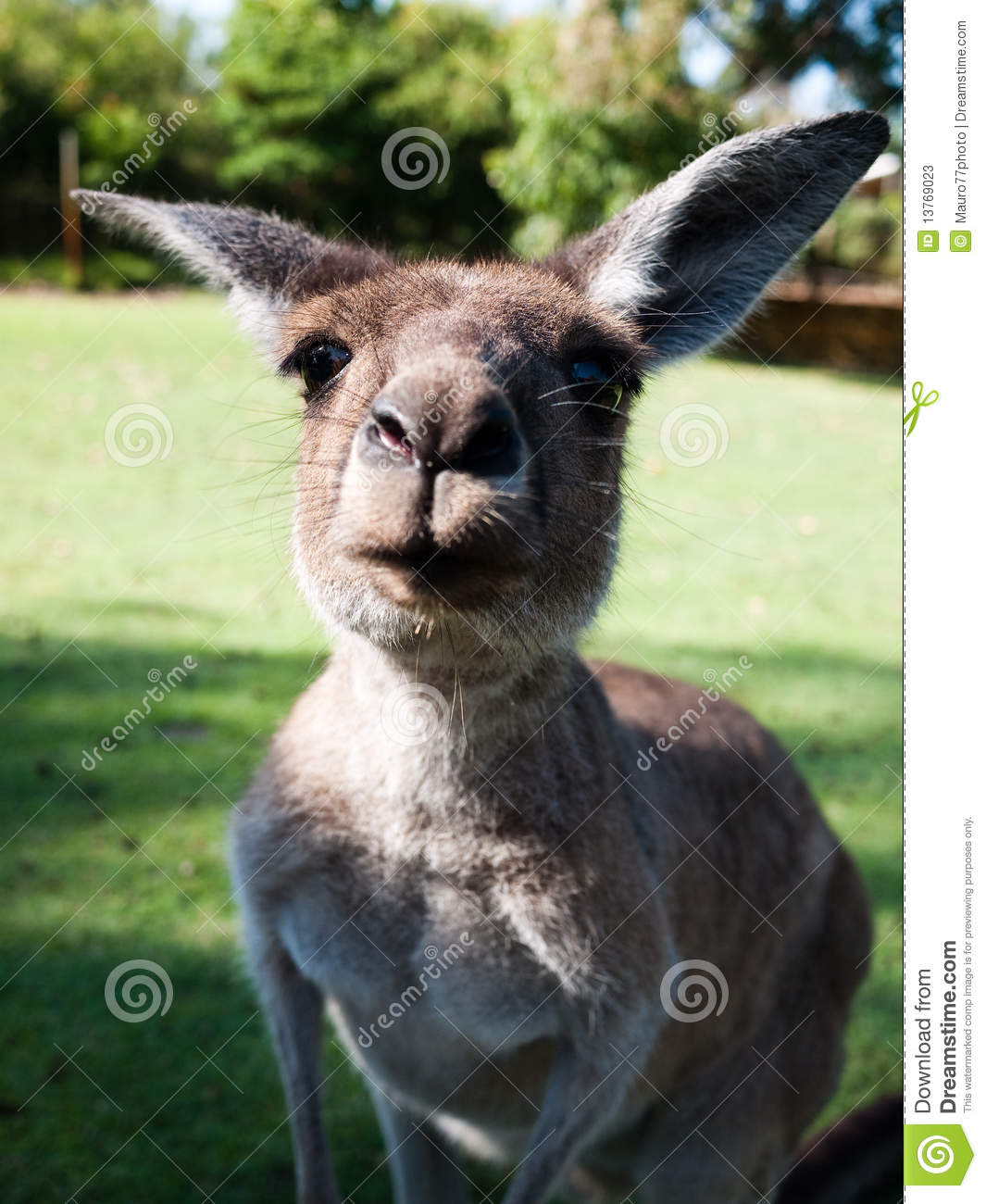 funny-kangaroo-13769023[1].jpg