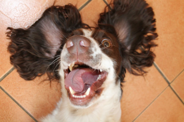 funny-springer_spaniel[1].jpg