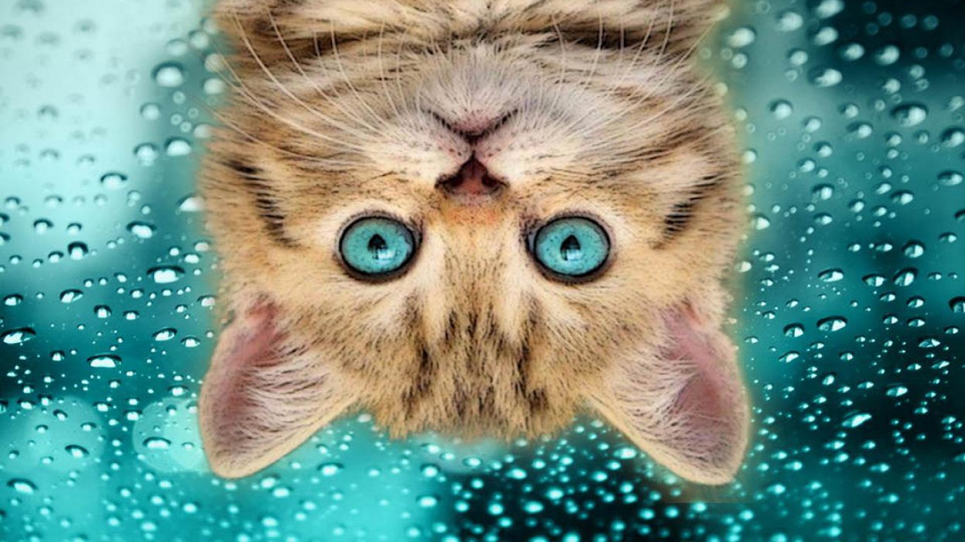 funny_cat_upside-down-HD-humor-wallpaper[1].jpg