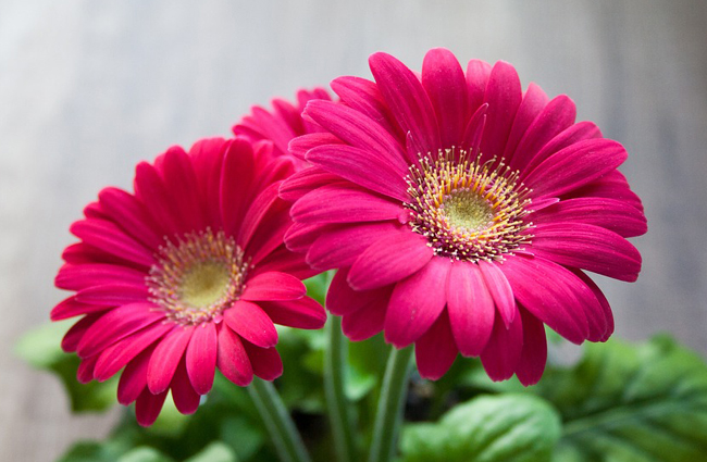 gerbera-181320.jpg