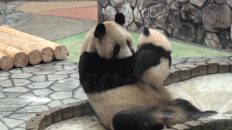 giphy_017.gif