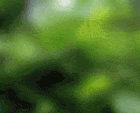 girafe10.gif