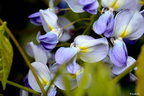glycine.jpg 0A.jpg