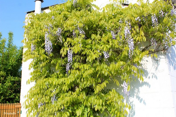 glycine.jpg 11A.jpg