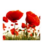 graines-coquelicot.jpg