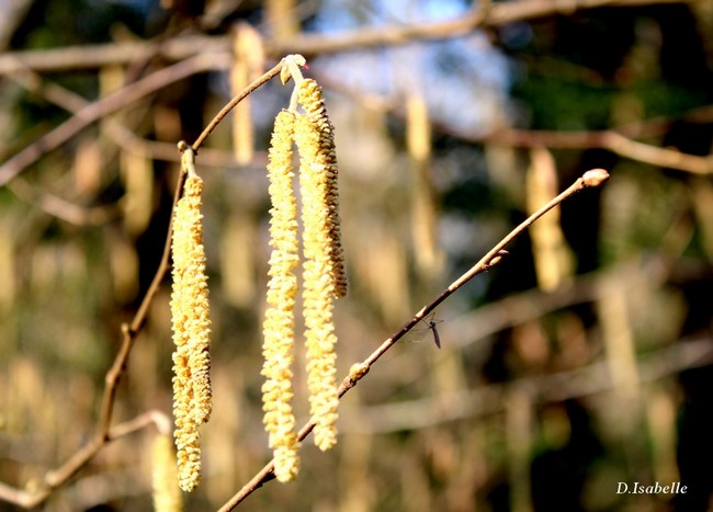 graines des arbres.jpg 2.jpg