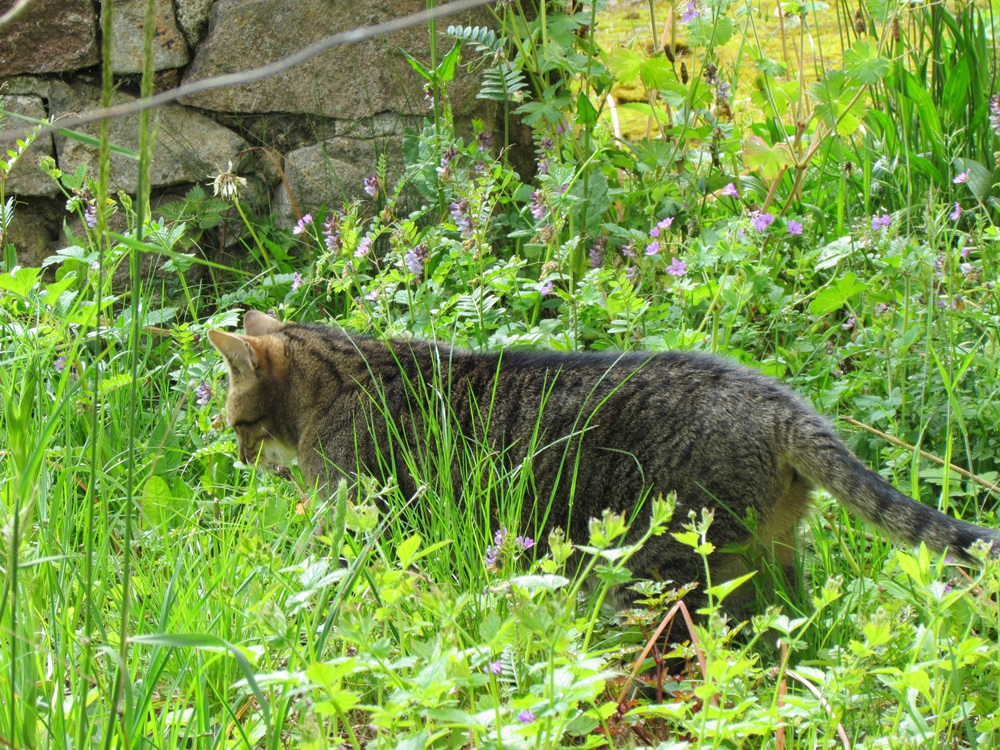 herbe.jpg