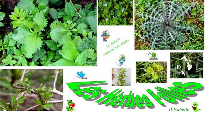 Herbes folles 1A.jpg