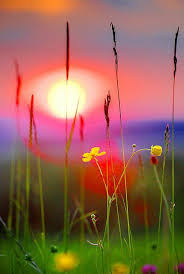 herbes soleil.jpg