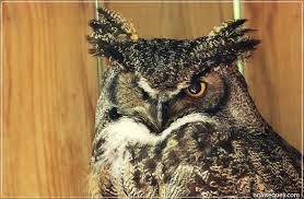 hibou ;jpg.jpg
