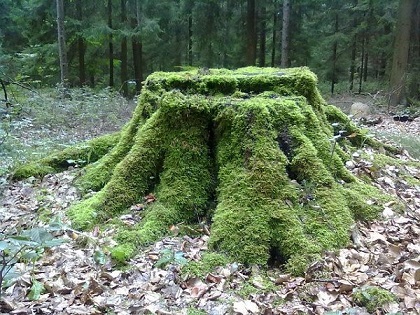 idees-de-jardin-souches-darbres.jpg