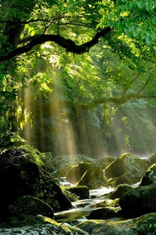 Image Foret.jpg