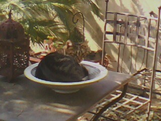 IMG0104A.jpg