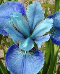 iris3x.jpg