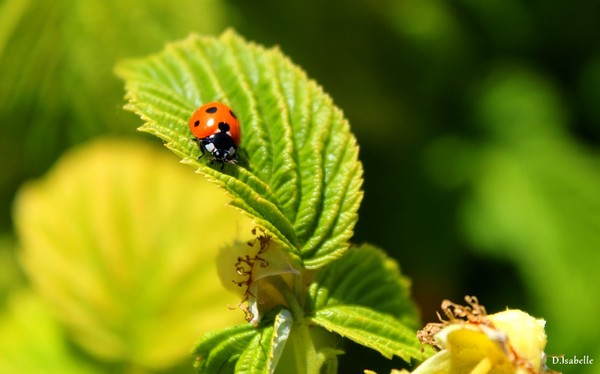 Jardin -  coccinelle.jpg 2A.jpg