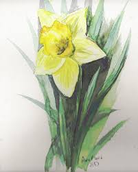 jonquilles aqua.jpg