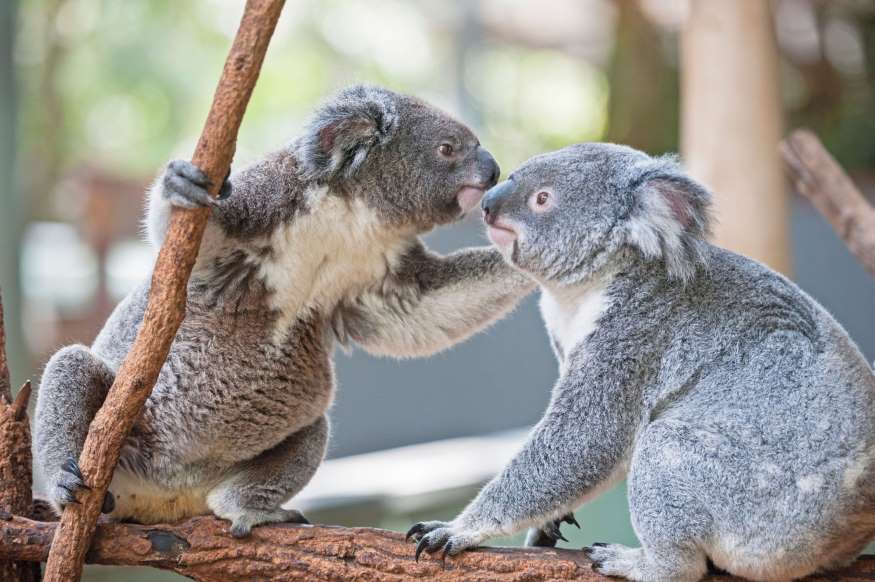 koalas amoureux.jpg