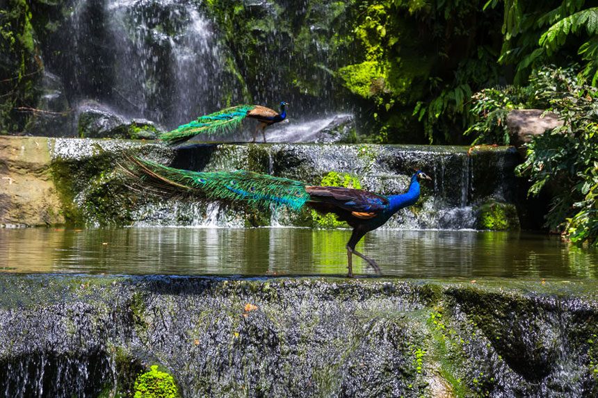 Kuala Lumpur Bird Park.jpg