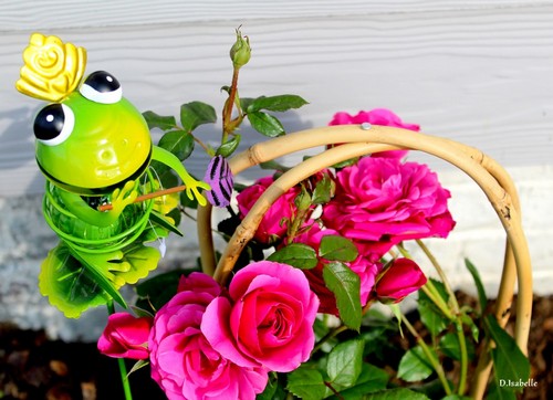 La grenouille moqueuse.jpg