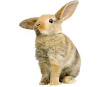 lapin bizar.jpg