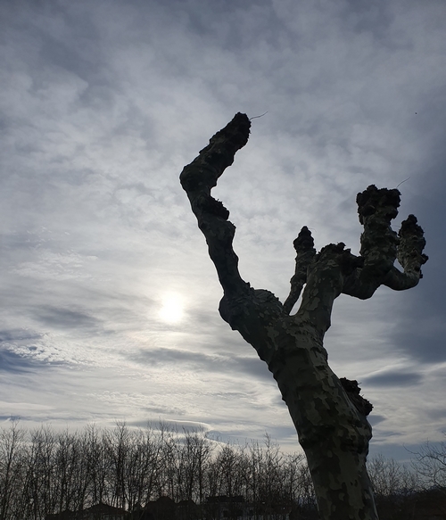 l'arbre dépouillé le halo de lumière 14 mars 2024X500.jpg