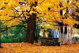 l'automne photo.jpg