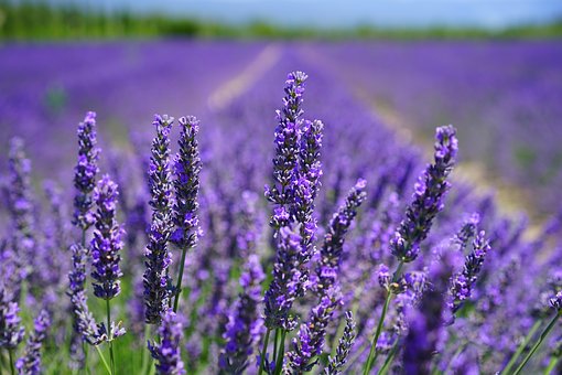 lavender-blossom-1595584__340.jpg