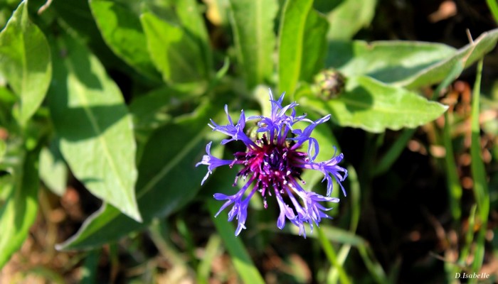 Le bleuet sauvage.jpg