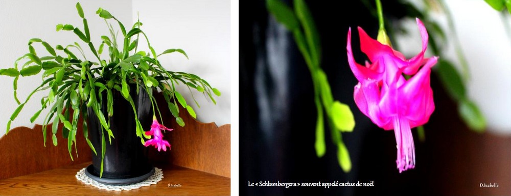 le cactus de noel 2023 1.jpg