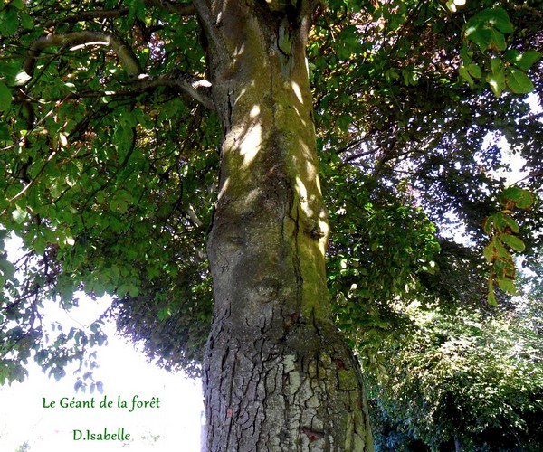 le géant de la forêt.jpg 1.jpg