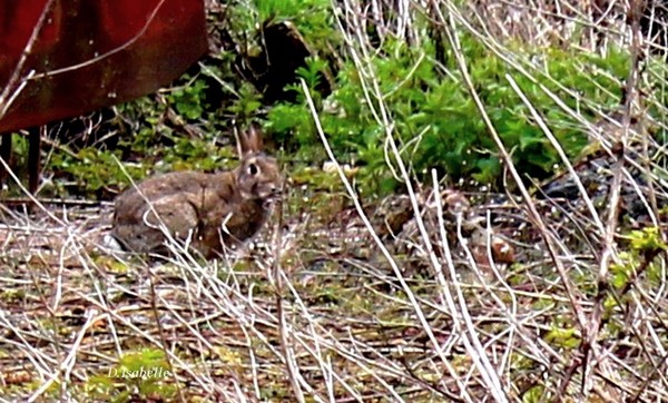 Le lapin.jpg A2.jpg