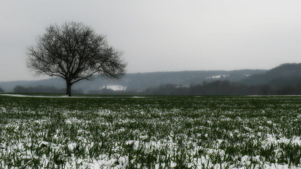 l'élégance des arbres.jpg