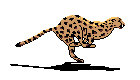 leopard.gif