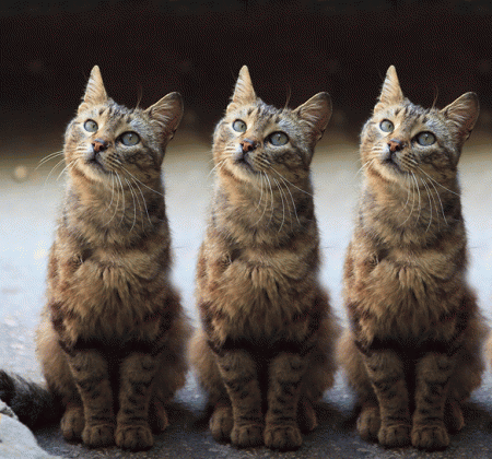 les 3 chats .gif