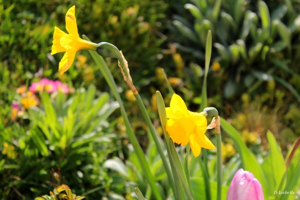 Les fleurs à maman.jpg 15A.jpg