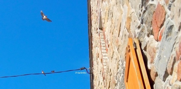 L'hirondelle.jpg