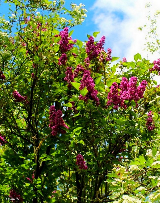 Lilas.jpg 9A.jpg