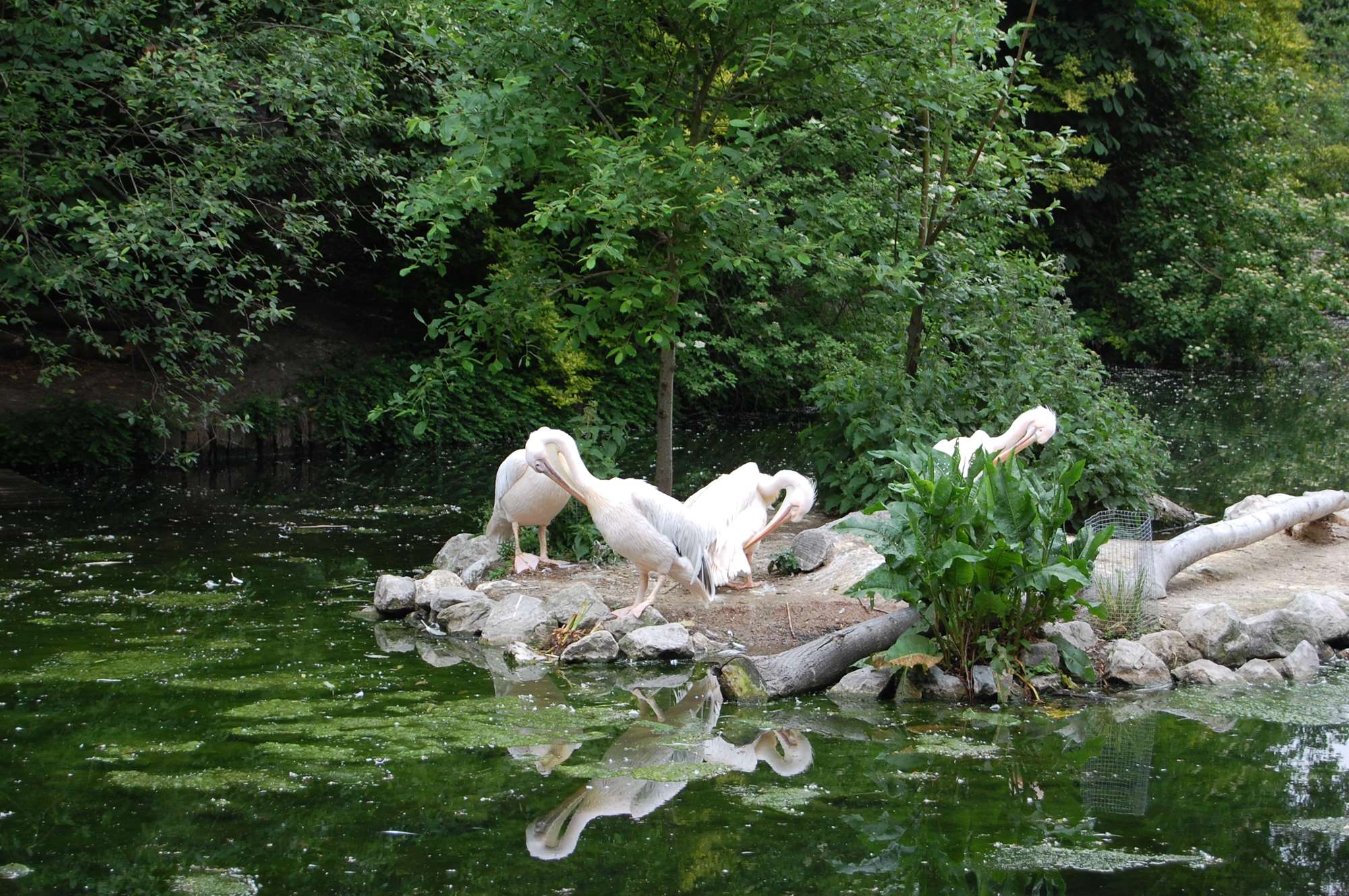 lille mai 2011 086.jpg