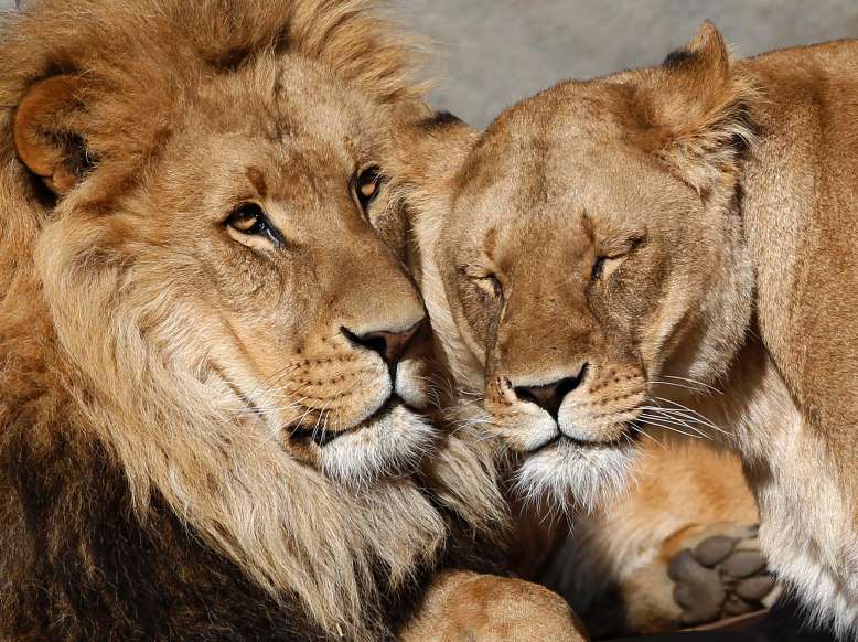 lion s amour.jpg