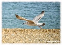 L'oiseau - 1.jpg