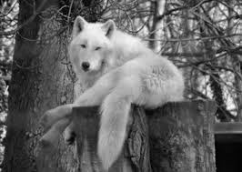 loup artique moise.jpg
