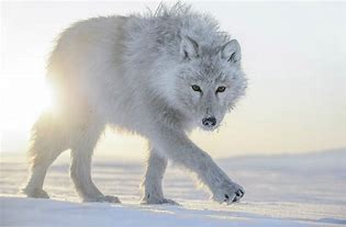 loup blanc.jpg