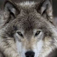 loup.jpg