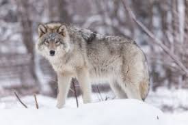 loup moisex.jpg