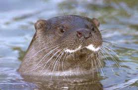 loutre.jpg
