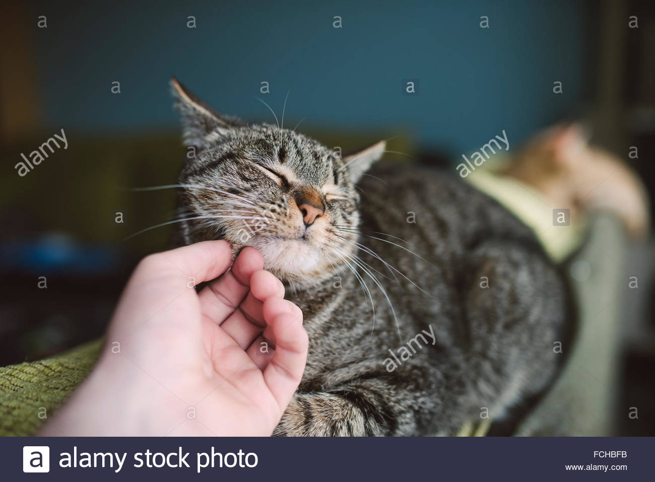 main-de-lhomme-caresser-chat-tigre-fchbfb.jpg
